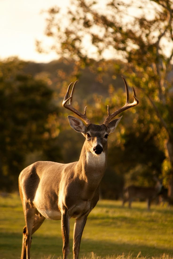 Venado cola blanca al atardecer